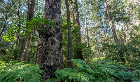 Browns Forest Loop Trail - New South Wales Tourism  1