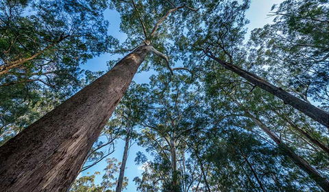 Browns Forest Loop Trail - New South Wales Tourism  2