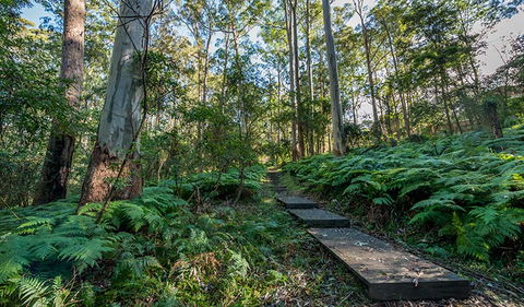 Browns Forest Loop Trail - New South Wales Tourism  3