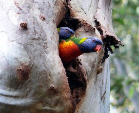 Cumberland State Forest - New South Wales Tourism  0