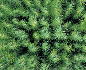 Cumberland State Forest - New South Wales Tourism  1