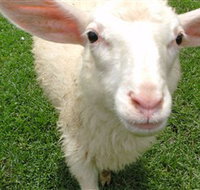 Golden Ridge Animal Farm - New South Wales Tourism 