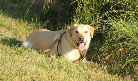 Rouse Hill Regional Park - New South Wales Tourism  1
