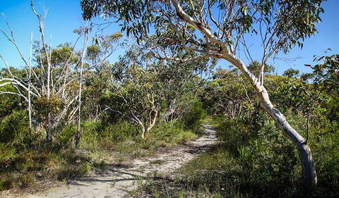 Aboriginal Heritage Walk - New South Wales Tourism  2
