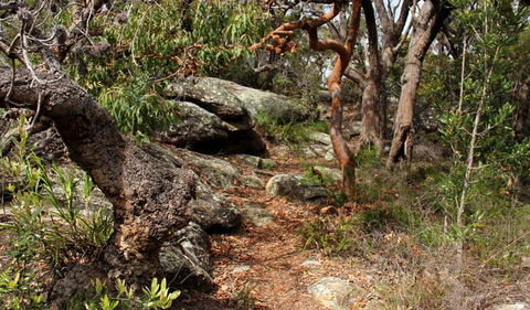 Box Head Track - New South Wales Tourism  0