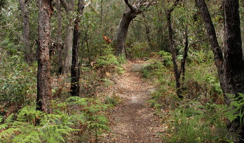 Box Head Track - New South Wales Tourism  1
