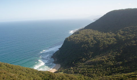 Palm Jungle Loop Track - New South Wales Tourism  1