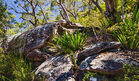 Canoelands Ridge Walking Track - New South Wales Tourism  1