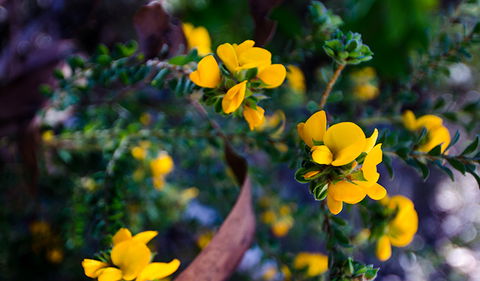 Canoelands Ridge Walking Track - New South Wales Tourism  2