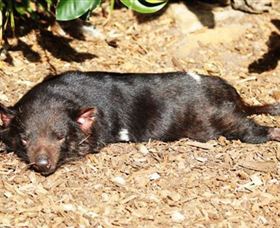 Symbio Wildlife Park - New South Wales Tourism  0