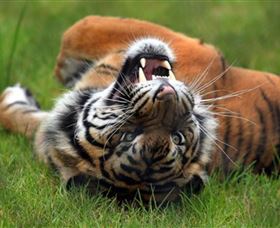 Symbio Wildlife Park - New South Wales Tourism  6