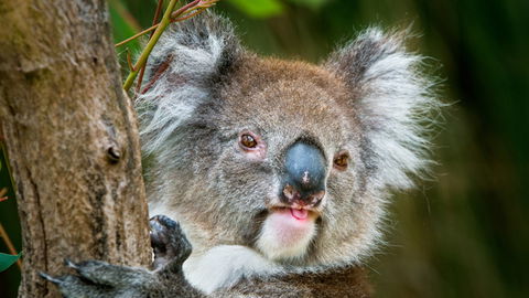 Brisbane Water National Park - New South Wales Tourism  2