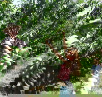 Forest Range Cherries - New South Wales Tourism 