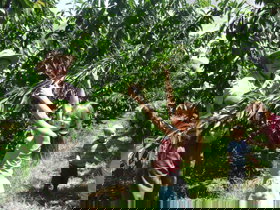 Forest Range Cherries - New South Wales Tourism  0