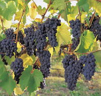 Hills Short Wine and Food Trail - New South Wales Tourism 