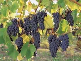 Hills Short Wine And Food Trail - New South Wales Tourism  0