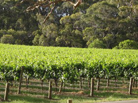 Top Note Vineyard - New South Wales Tourism  2