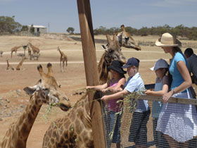 Monarto South SA New South Wales Tourism 