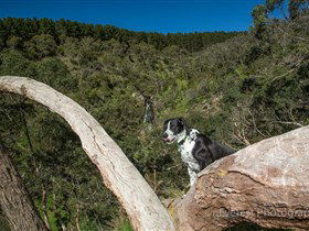 Ingalalla Waterfalls - New South Wales Tourism  1