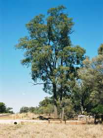 Charleville Self-Drive Itineraries - New South Wales Tourism  1