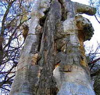 Junction Island Nature Reserve Canoe Tree and Walking Track - New South Wales Tourism 