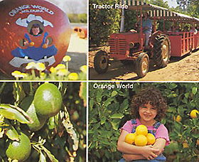 Orange World - New South Wales Tourism  1