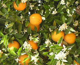 Orange World - New South Wales Tourism  2