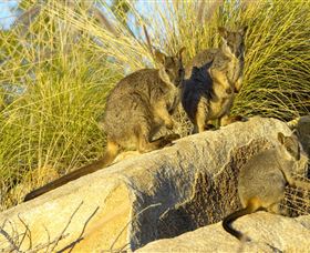 Towers Hill Lookout And Amphitheatre - New South Wales Tourism  1