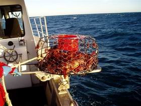 Lacepede Seafood - New South Wales Tourism  1