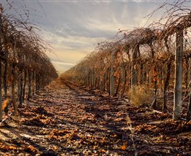 Andrew Peace Wines - New South Wales Tourism  2