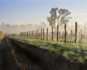 Andrew Peace Wines - New South Wales Tourism  5