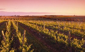 Ralph Fowler Wines - New South Wales Tourism  0