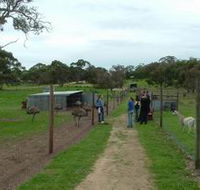 Avenue Emus - New South Wales Tourism 