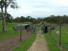 Avenue Emus - New South Wales Tourism  0