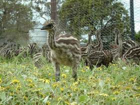 Avenue Emus - New South Wales Tourism  1