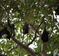 Manngarre Rainforest Walk - New South Wales Tourism 