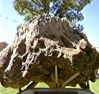 Fossilised Tree - New South Wales Tourism 