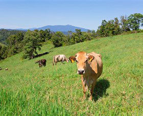 Mungalli Creek Biodynamic Dairy And Organic Cafe - New South Wales Tourism  3