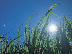 Australian Sugar Industry Museum - New South Wales Tourism  0
