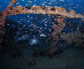 Lady Bowen Dive Site - New South Wales Tourism  1