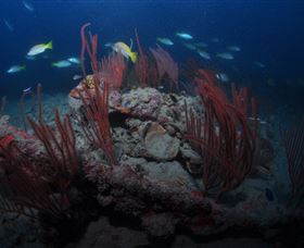 Lady Bowen Dive Site - New South Wales Tourism  3
