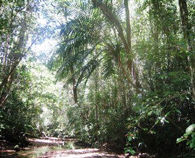 Mount Lewis National Park - New South Wales Tourism  0