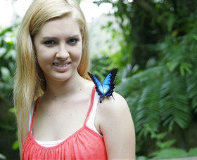 Australian Butterfly Sanctuary - New South Wales Tourism  0