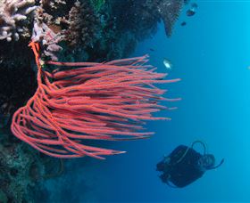 Eddy Reef Dive Site - New South Wales Tourism  0