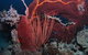 Eddy Reef Dive Site - thumb 2