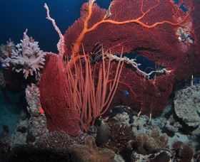 Eddy Reef Dive Site - New South Wales Tourism  2