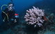 Eddy Reef Dive Site - thumb 1
