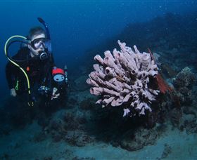Eddy Reef Dive Site - New South Wales Tourism  1