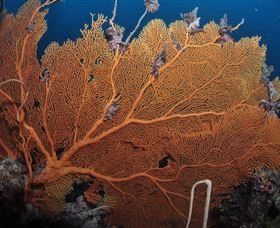 Eddy Reef Dive Site - New South Wales Tourism  3
