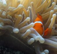 Beaver Reef Dive Site - New South Wales Tourism 